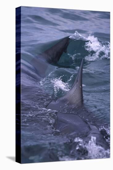 Great White Shark Surfacing-DLILLC-Premier Image Canvas