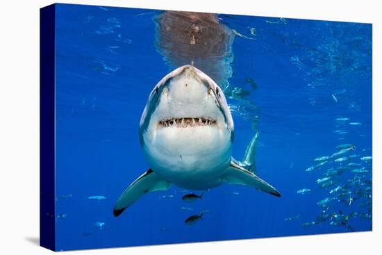 great white shark swimming close to the surface, mexico-alex mustard-Premier Image Canvas