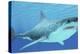 Great White Shark Swimming Underwater-null-Stretched Canvas