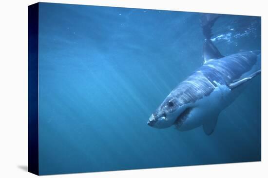 Great White Shark Swimming-DLILLC-Premier Image Canvas