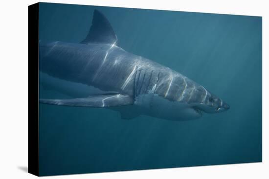 Great White Shark Swimming-DLILLC-Premier Image Canvas