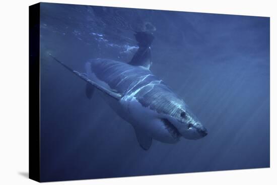 Great White Shark Swimming-DLILLC-Premier Image Canvas