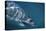 Great White Shark Swimming-DLILLC-Premier Image Canvas