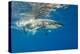 Great White Shark Underwater at Guadalupe Island, Mexico-Wildestanimal-Premier Image Canvas