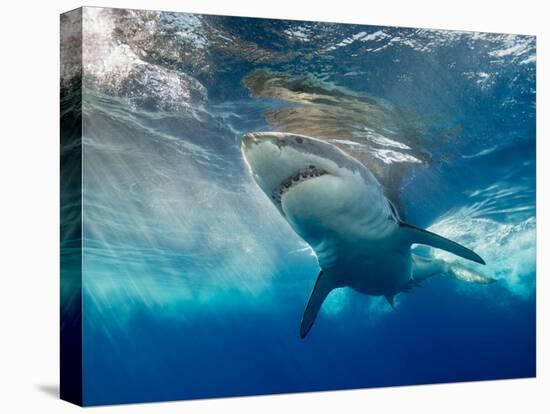 Great White Shark Underwater at Guadalupe Island, Mexico-Wildestanimal-Premier Image Canvas