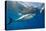 Great White Shark Underwater at Guadalupe Island, Mexico-Wildestanimal-Premier Image Canvas