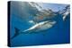 Great White Shark Underwater at Guadalupe Island, Mexico-Wildestanimal-Premier Image Canvas