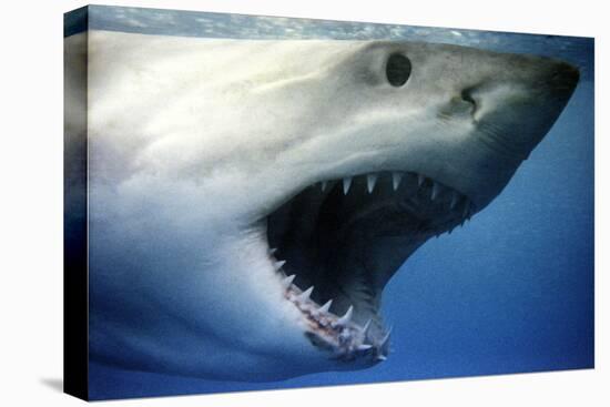 Great White Shark with Mouth Wide Open-null-Premier Image Canvas