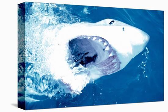 Great White Shark-null-Stretched Canvas