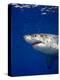 Great White Shark-Stephen Frink-Premier Image Canvas