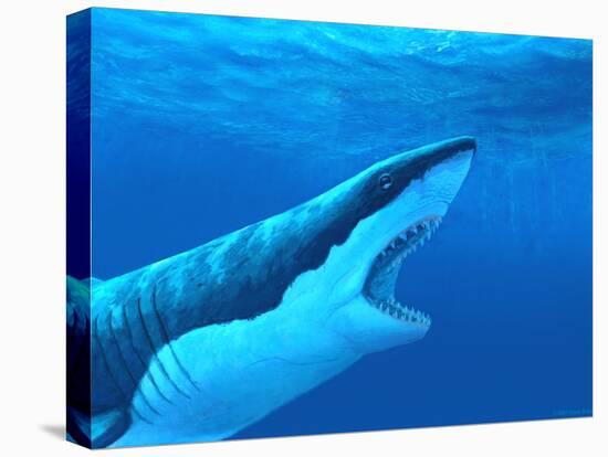 Great White Shark-Chris Butler-Premier Image Canvas
