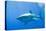 Great White Shark-DLILLC-Premier Image Canvas