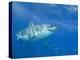 Great White Shark-DLILLC-Premier Image Canvas