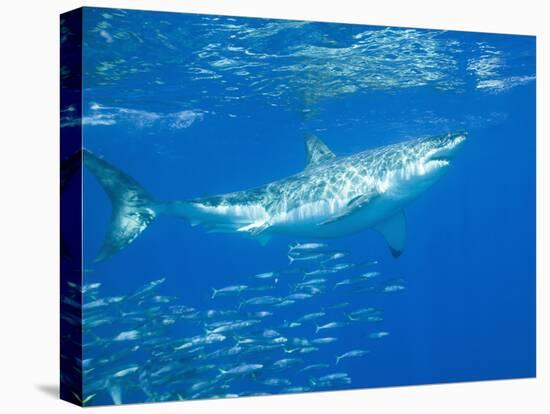 Great White Shark-DLILLC-Premier Image Canvas