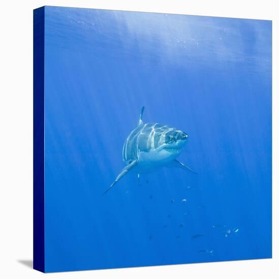 Great White Shark-DLILLC-Premier Image Canvas