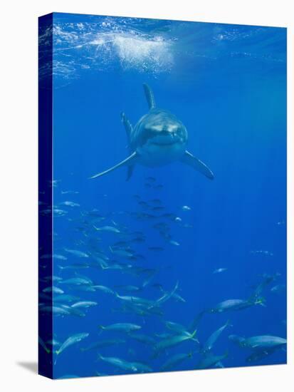 Great White Shark-DLILLC-Premier Image Canvas