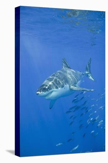 Great White Shark-DLILLC-Premier Image Canvas