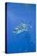 Great White Shark-DLILLC-Premier Image Canvas