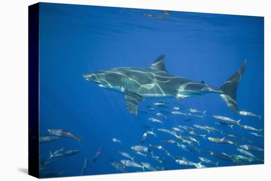 Great White Shark-DLILLC-Premier Image Canvas