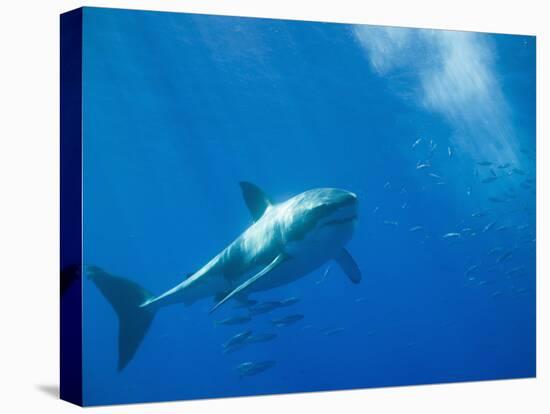 Great White Shark-DLILLC-Premier Image Canvas