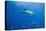 Great White Shark-DLILLC-Premier Image Canvas