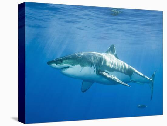 Great White Shark-DLILLC-Premier Image Canvas