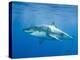 Great White Shark-DLILLC-Premier Image Canvas