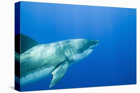 Great White Shark-DLILLC-Premier Image Canvas