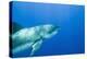Great White Shark-DLILLC-Premier Image Canvas