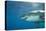 Great White Shark-DLILLC-Premier Image Canvas
