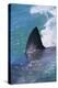 Great White Shark-DLILLC-Premier Image Canvas