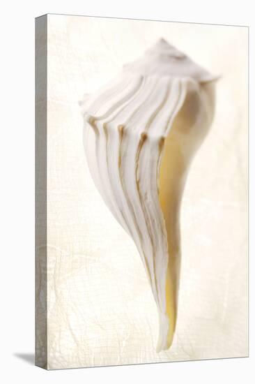 Great White Shell-Glen and Gayle Wans-Stretched Canvas