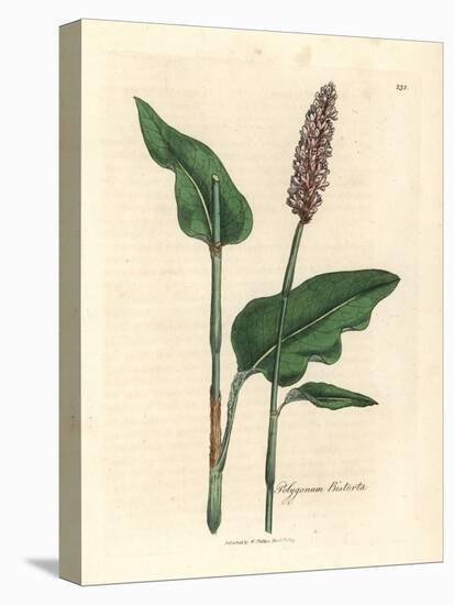 Greater Bistort, Polygonum Bistorta-James Sowerby-Premier Image Canvas