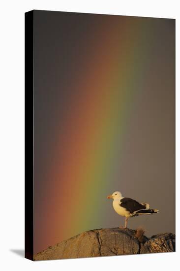 Greater Black Backed Gull (Larus Marinus) Standing on Rock with Rainbow, Flatanger, Norway-Widstrand-Premier Image Canvas