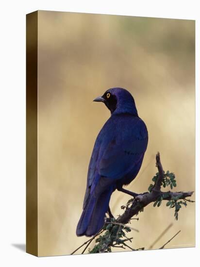 Greater Blue-Eared Glossy Starling, Kruger National Park, South Africa, Africa-James Hager-Premier Image Canvas