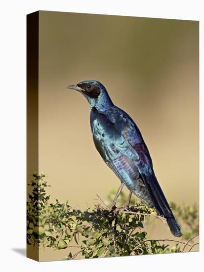Greater Blue-Eared Glossy Starling (Lamprotornis Chalybaeus), Kruger National Park, South Africa, A-James Hager-Premier Image Canvas