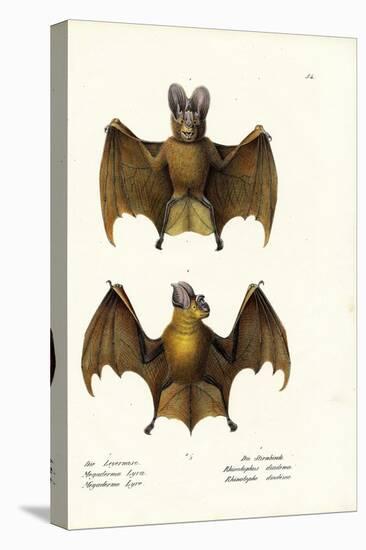 Greater False Vampire Bat, 1824-Karl Joseph Brodtmann-Premier Image Canvas