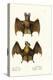 Greater False Vampire Bat, 1824-Karl Joseph Brodtmann-Premier Image Canvas