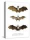 Greater False Vampire Bat, 1860-null-Premier Image Canvas