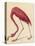 Greater Flamingo, 1838-John James Audubon-Premier Image Canvas