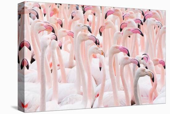 Greater flamingo flock, Camargue, France-Edwin Giesbers-Premier Image Canvas