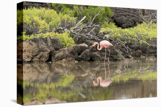Greater Flamingo in Lagoon, Santa Cruz Island, Galapagos, Ecuador-Cindy Miller Hopkins-Premier Image Canvas