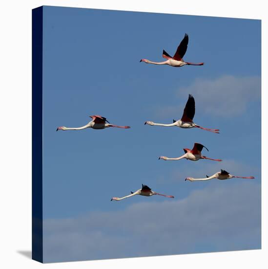 Greater flamingo (Phoenicopterus roseus) flock in flight,  Pont de Gau, Camargue, France, May-Loic Poidevin-Premier Image Canvas