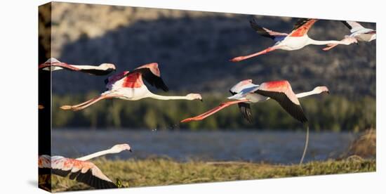 Greater flamingo (Phoenicopterus roseus), St. Augustine, southern area, Madagascar, Africa-Christian Kober-Premier Image Canvas