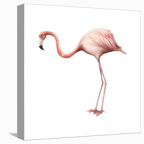 Greater Flamingo (Phoenicopterus Ruber), Birds-Encyclopaedia Britannica-Stretched Canvas