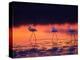 Greater Flamingo, Tanzania-David Northcott-Premier Image Canvas