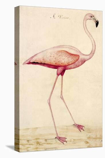 Greater Flamingo-John White-Stretched Canvas