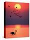 Greater Flamingos at Sunset-null-Premier Image Canvas