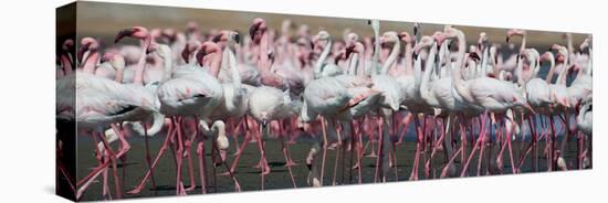 Greater Flamingos Grouping Together Near Walvis Bay, Namibia-Alex Saberi-Premier Image Canvas