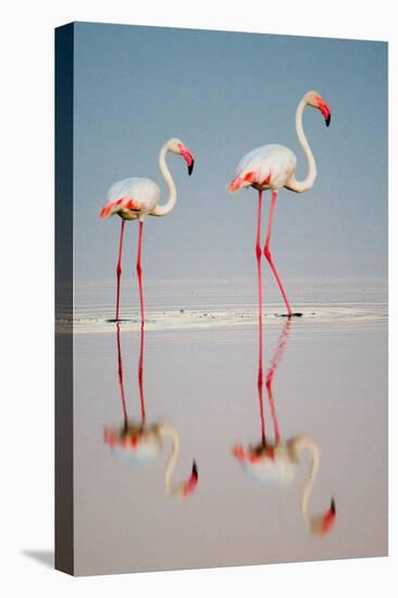 Greater Flamingos (Phoenicopterus Roseus) in a Lake, Ndutu, Ngorongoro Conservation Area, Tanzania-null-Stretched Canvas